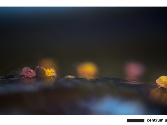 Makro fotografie